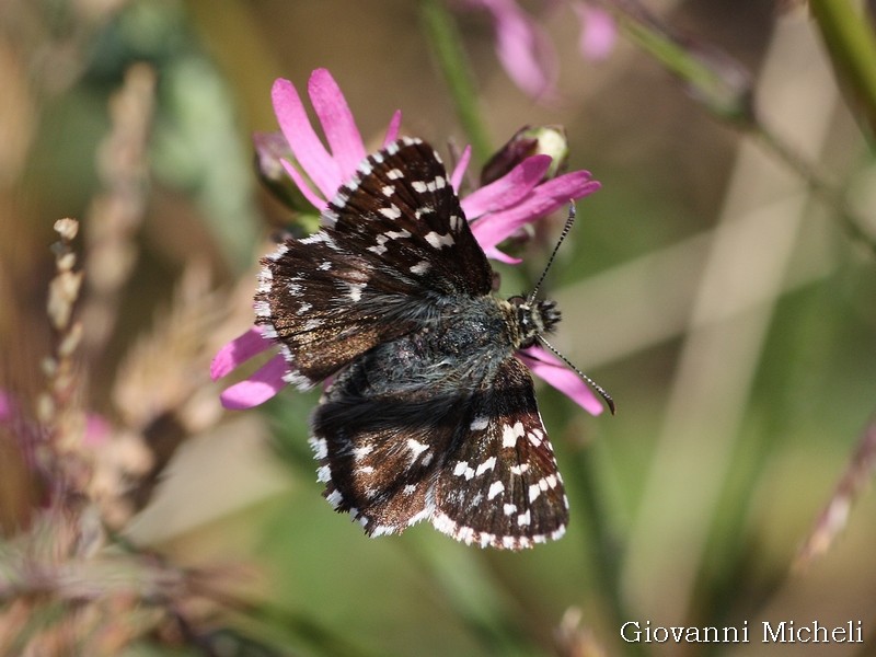 Tutti Pyrgus malvoides? No, anche P. armoricanus - Hesperiidae